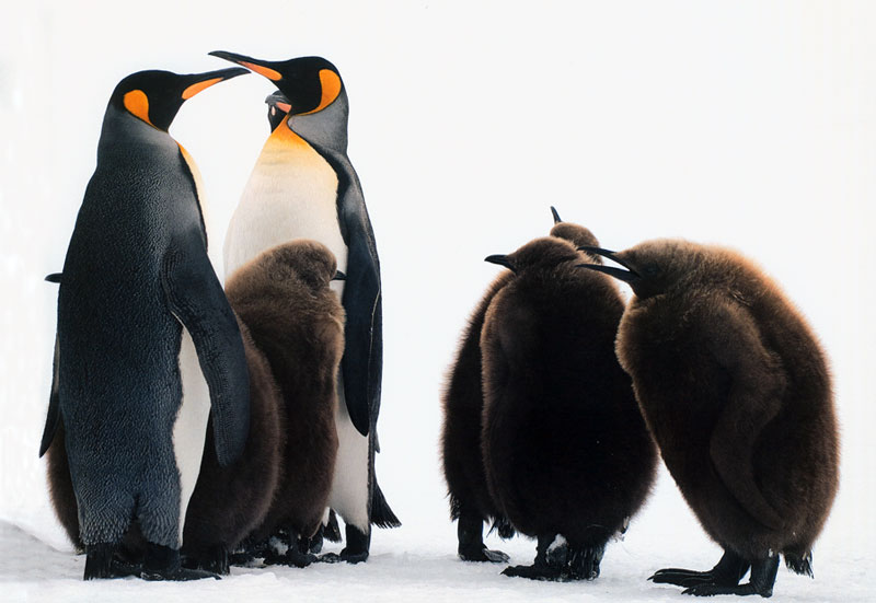 Penguin chicks.