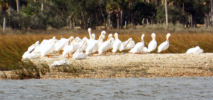 White pelicans in Florida.