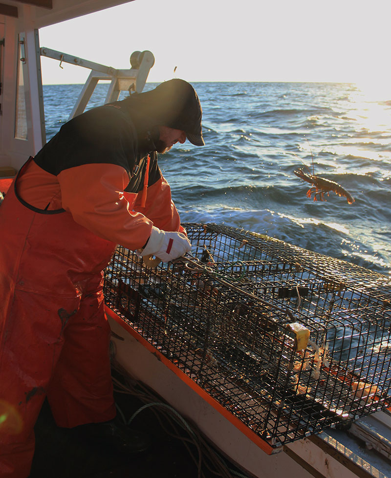 Joe sends an undersize lobster overboard.