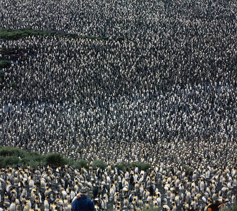Thousands of Penguins