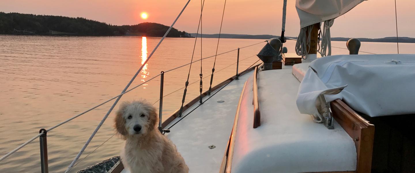 WoodenBoat Magazine hero image, dog on Wooden Boat