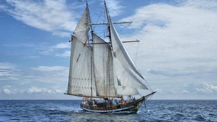 PACIFIC SWIFT, photo by Don Gaynor