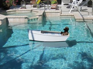 Teddy in the pool