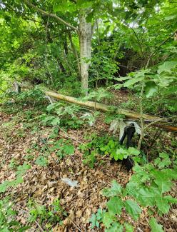 1920 Herreshoff S Boat in need of restoration , pieces in bushes
