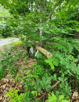 1920 Herreshoff S Boat in need of restoration , pieces in bushes