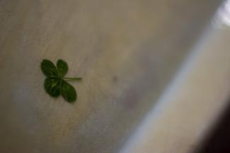 Blue Clover - Four-Leaf Clover Epoxied in Hull Close Up