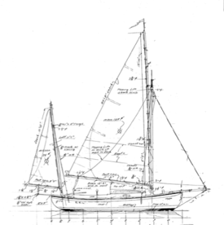 Garden's Eel profile