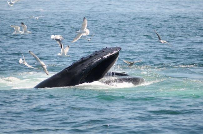 Why The Ocean Matters: The Once And Future Ocean