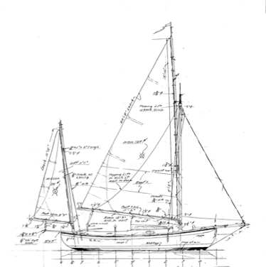 Garden's Eel profile