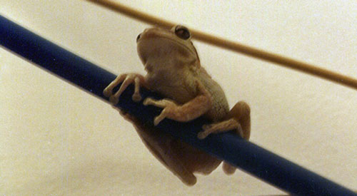Tree frog.