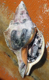 A rare conch.